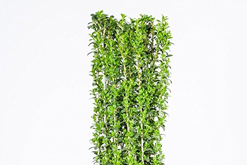 Sky Pencil Holly - Size: 2-3 Ft, Live Plant, Includes Special Blend Fertilizer & Planting Guide #TOP1