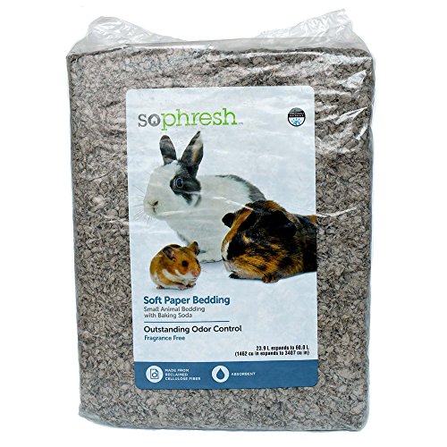 25 Best Guinea Pig Bedding in 2020 (Reviews)