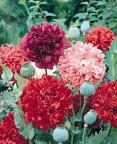See full amazon price history chart for Golden Hills Farm® (AVG 200-5000) seeds Poppy peony Flowered Mix pack Golden Hills Farm® (AVG 200-5000) seeds Poppy peony Flowered Mix pack (B084VBGDXF) Amazon Price History, Amazon Price Tracker