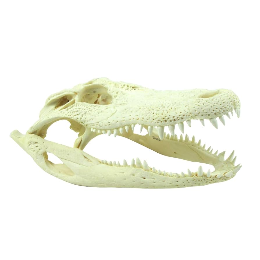 Amazon.co.jp: TG,LLC Treasure Gurus 10-11インチ 本物のワニの