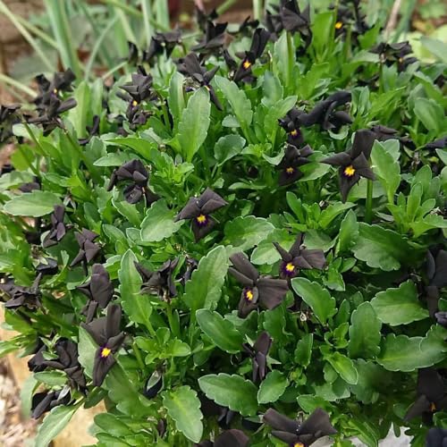 violeta cornuda - Viola cornuta semillas de jardín de interior silvestres balcón semillas perennes resistentes decoración 350pcs