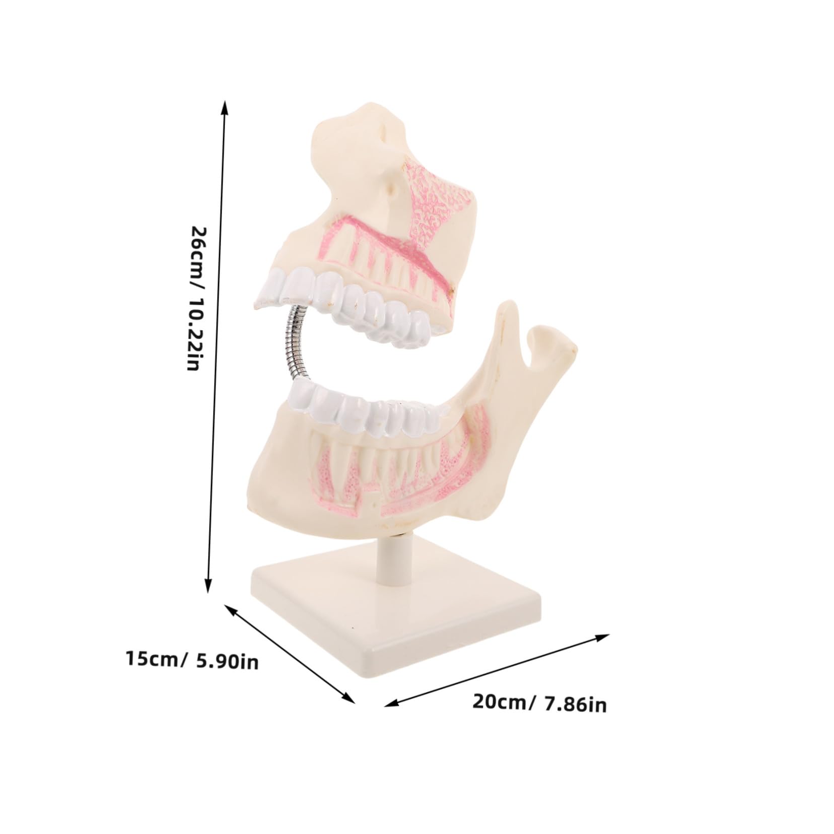 Modello Didattico Per Odontoiatria Modello Per Il Taglio Dei Denti