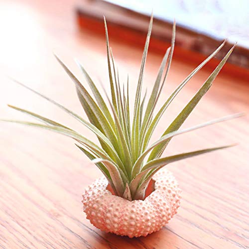 HEMOTON 4Pcs Sea Urchin Shells Air Plant Planter Holder Tillandsia Small Container Plant Bonsai Cactus Pot Decorative Home Decor For Desktop - Image 2