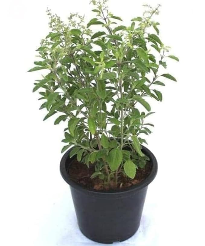 Real Live Ayurvedic Herbal Rama Green Tulsi Live Plant Hari Tulsi Plant With Pot (B0CR4QK5BB) Amazon Price History, Amazon Price Tracker