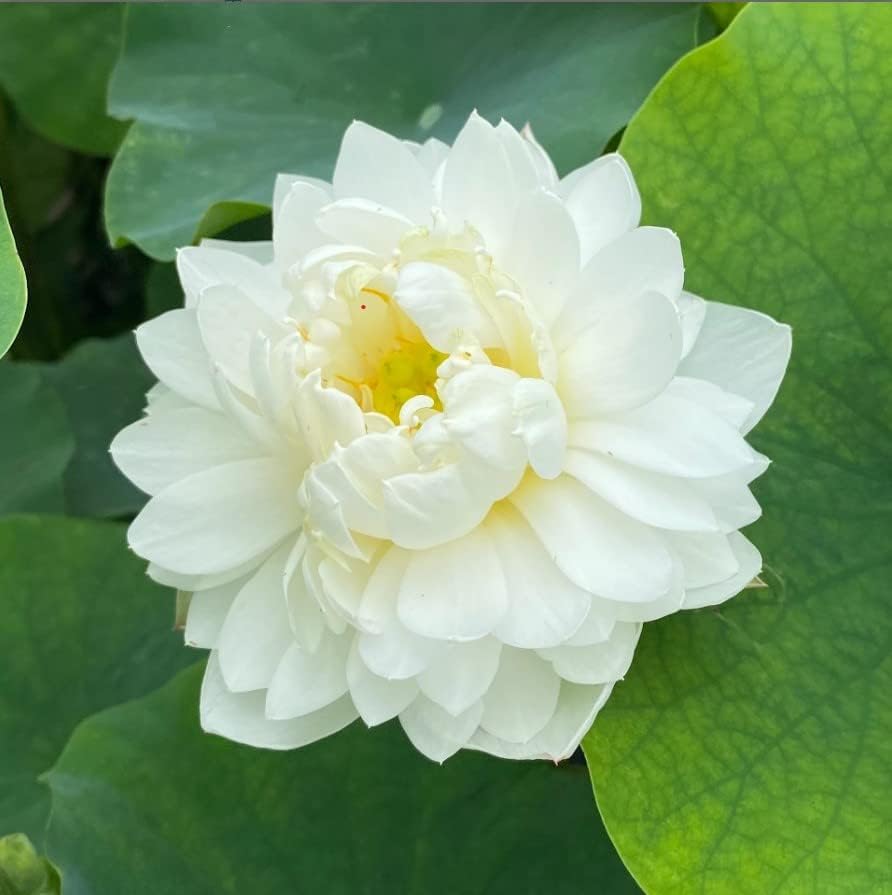 Indian Gardens - Lotus Live Plant Rare Plant Original Color Guarantee Plant | Indoor | Outdoor Live