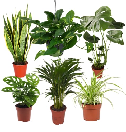 Pflanze Plus | 6er Pflanzenset “EasyCare” | Ø 30–60 cm | Monstera, Bogenhanf, Efeutute, Grünlilie, Affenblatt, Goldfruchtpalme | Pflegeleichte Zimmerpflanzen Für Wohnung & Büro