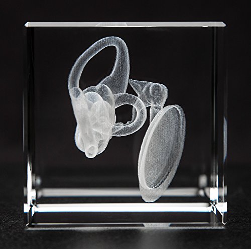 Ear Model with Ear Drum, Ossicular Chain and Cochlea Crystal - Thumbnail 5
