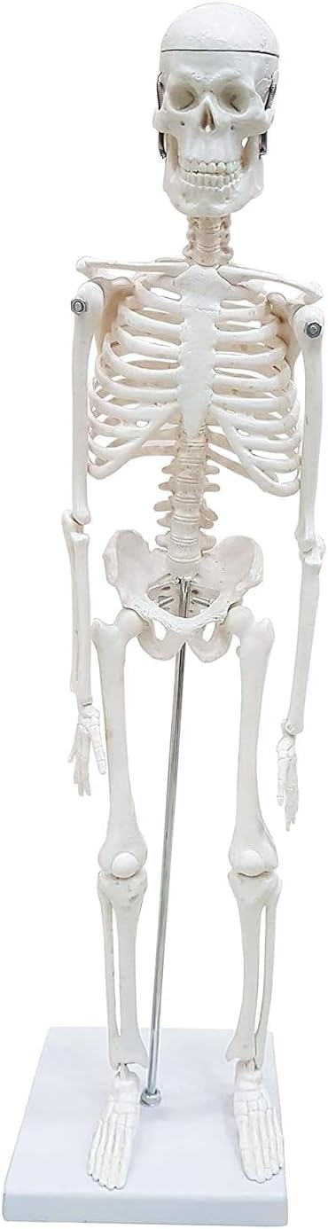 Desktop Skeleton 45cm | PVC | Anatomical (Model)