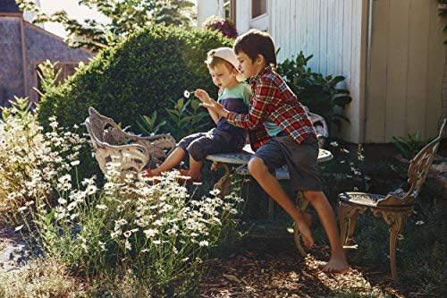 Miniatura 4 de Cedar Bear El sistema inmunitario se apaga. Para niños, un suplemento herbal líquido que apoya y activa la respuesta del sistema inmunológico en