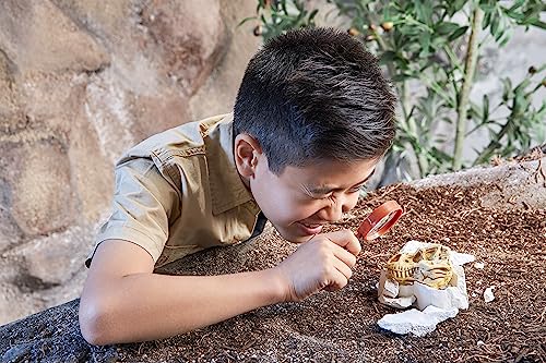 Regalo científico de cumpleaños infantil con fósiles de Brontosaurus 7
