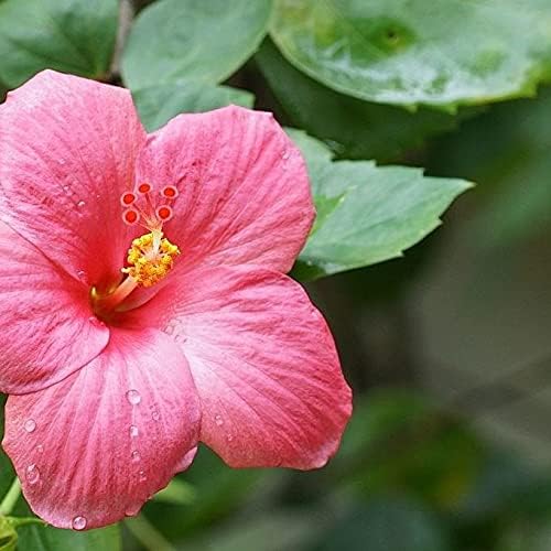 Malva rosa, más de 100 semillas, hermosas flores de rosas brillantes, flores, jardín