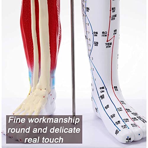 Modèle anatomique d'acupuncture pour cabinet de thérapeute et révision