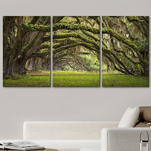 Wall26 - Plantation Oak Trees Forest Landscape - Canvas Art Wall Art - 16"X24" #TOP1