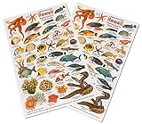 fishcardscom Hawaii Reef Fish and Invertebrate ID Set of 2 Identical Cards 6x9 Inches B-Stock