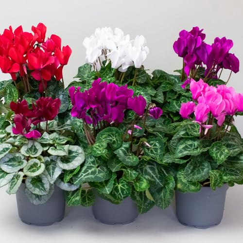 9 x Cyclamen Plants, Autumn Bedding, Winter Flowering Plants