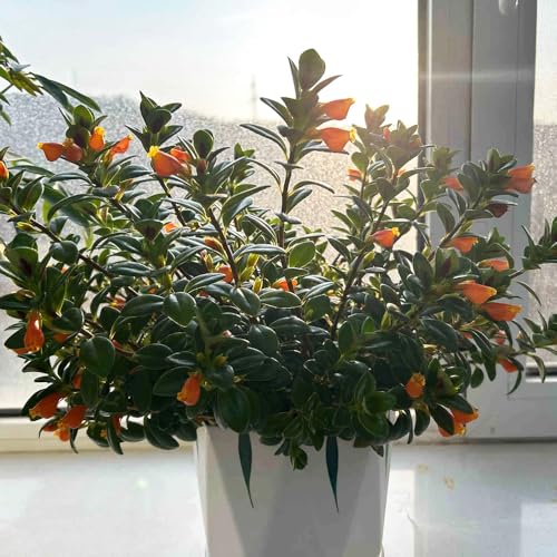 Semillas de pez dorado Chlorophytum plantas perennes, plantas perennes resistentes, plantas en maceta plantas trepadoras, maceteros Planta colgante, plantas resistentes en macetas. 200pcs