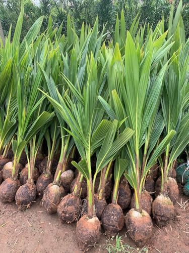 Image of Ganga Bondam Coconut Tree Plant Hybrid Rare Healthy Live Plant For Home Garden Plant Height 1.5-2.5 Feet Size Dwarf Green Yellow (fruit After 2-3 Years)