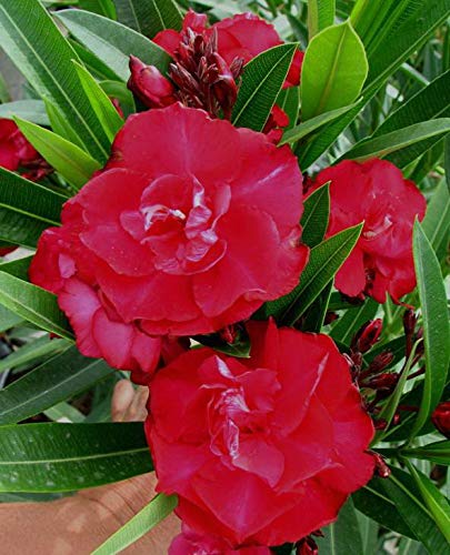 Aiden Gardens Rare Double Red Nerium Oleander Arali Flower Plant - 1 Helathy Live Plant on Poly Bag (B083JJDMWJ) Amazon Price History, Amazon Price Tracker