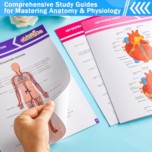 16-Pack Anatomy Study Guides
