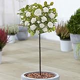 Weiß Standardstamm Bunte Rosenpflanzen für den Außenbereich, blühende Gartenrosen in Pflanzgefäßen (120-140cm)