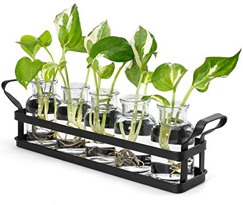Mkono Plant Terrarium with Metal Stand, Retro Glass Planter Tabletop Flower Vase Perfect for Propagating Hydroponic Plants Flower Cutting Cute DIY Centerpiece Home Office Garden Decor, 5 Bottle