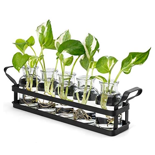 Mkono Plant Terrarium with Metal Stand, Retro Glass Planter Tabletop Flower Vase Perfect for Propagating Hydroponic Plants Flower Cutting Cute DIY Centerpiece Home Office Garden Decor, 5 Bottle