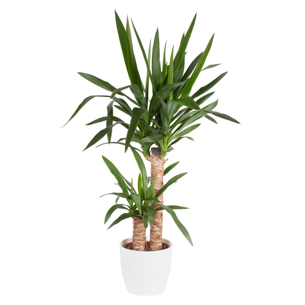 Yucca-Palme, Palmlilie, 2-stmmig, echte Zimmerpflanze, Topfgre 17 cm,  Hhe ca. 80 cm, Zimmerpflanzen fr die Wohnung oder das Bro,  luftreinigend, Pflanzenversand : Amazon.de: Garten