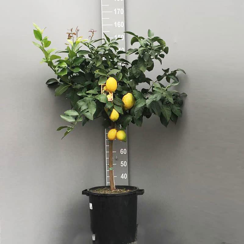 Savini Vivai Pianta Di Limone Ovale Di Sorrento – Albero Agrumi In Fitocella, Altezza 100-120 Cm, 1 Anno Di Innesto