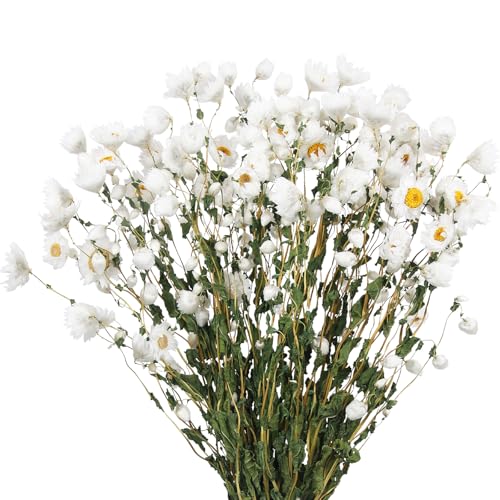 Ramo de Flores Secas Margarita Blanca Natural