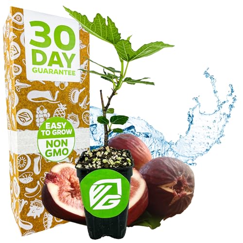 Beer's Black Fig Tree (Dwarf Habit) Live Plant - Ficus carica 'Beer's Black' - Wellspring Gardens - Cold-Hardy Fig, Dwarf Fig Tree, Compact Fig Plant - Fruit Bearing Starter Tree