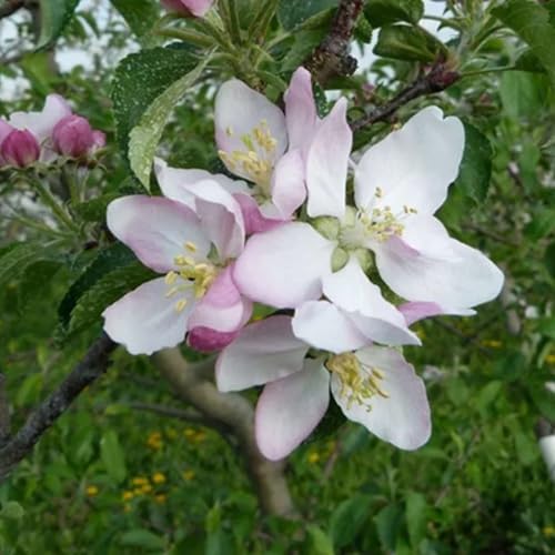 Season 7, Episode 5 - Fire Blight Threat During Bloom