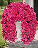 Florispera Artificial Flowers for Outdoors – 2 Bundles of UV-Resistant Artificial Bougainvillea, Realistic Silk Flowers for Front Porch, Patio, Garden, Window Boxes & Hanging Baskets (Hot Pink, 2)