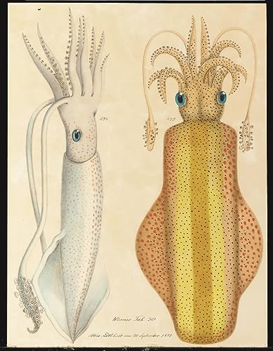 Affiche Deux études de seiche par Aloys Zötl pour sublimer la décoration de salon