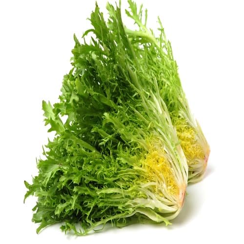 80pieces Green Endive Vegetable Seeds