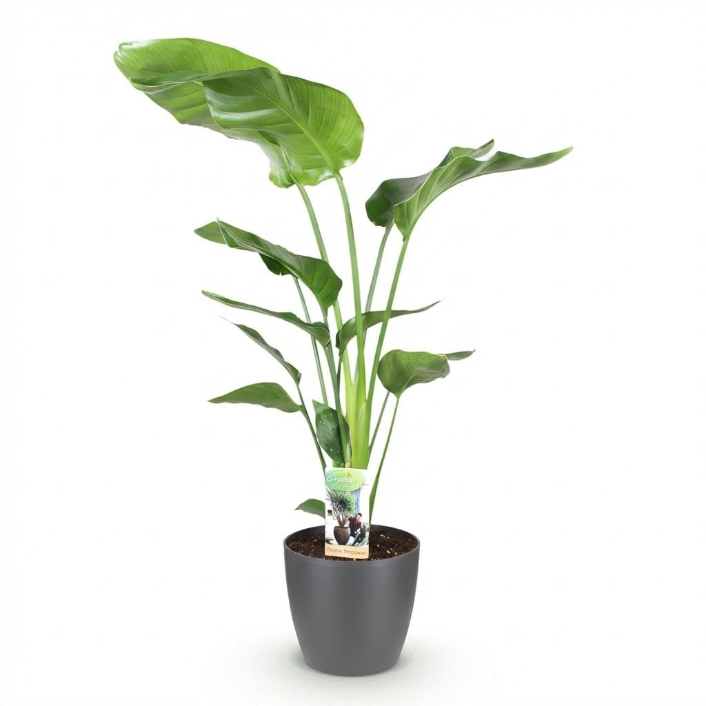 Strelitzia Nicolai - Kwiat rajskiego ptaka - Niska pielęgnacja - Zielony - z Potter Grey - 110-120cm - Ø21cm - Roślina doniczkowa - Kompletny zestaw - Roślina z doniczką