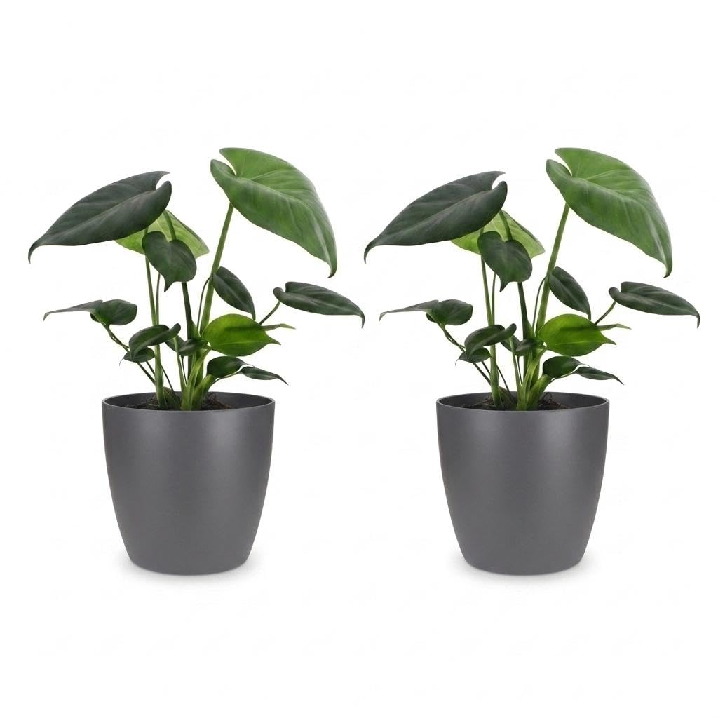 Monstera Deliciosa – roślina z dziurami – 2 sztuki – w szarej doniczce - 30cm - Ø12cm