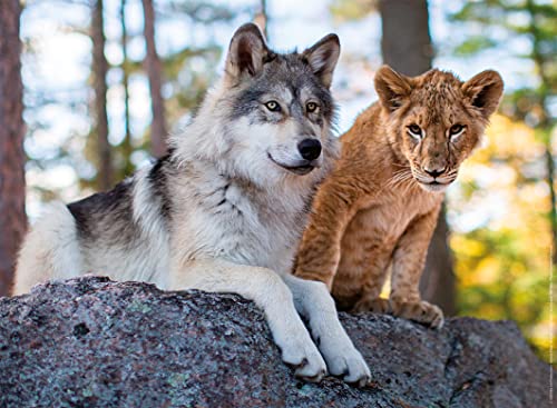 Nathan - Puzzle 500 pièces - Le loup et le lion - Adultes et enfants dès 12 ans - Puzzle de qualité supérieure - Encastrement parfait - Collection Vie Sauvage - 87315