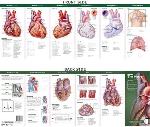 Anatomical Chart Company's Illustrated Pocket Anatomy: Anatomy of The Heart Study Guide
