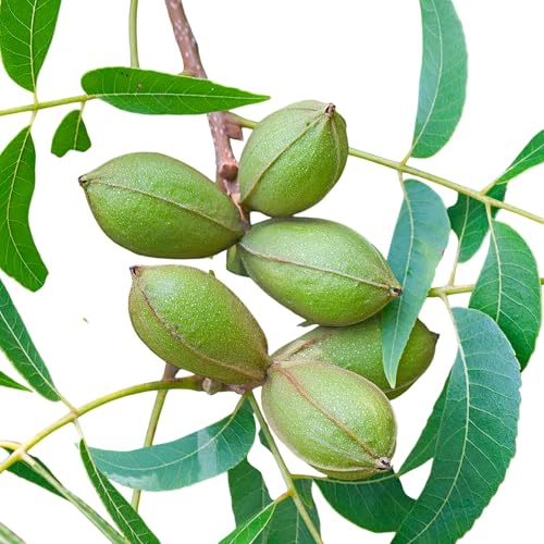 Hardy Pecan Tree, Live Shade Tree for Landscaping, Nut-Bearing Variety, Large Mature Size, Garden Planting (2 Gallon/Potted)