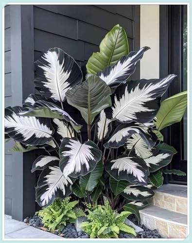 Perenne,resistente,colocasia,Excelente ornamento,oreja de elefante,Rara.-3rhizome-A