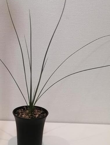 ダシリリオン・ロンギシマム Dasylirion longissimum_栃木県大田原市生産品_Bear`s palm