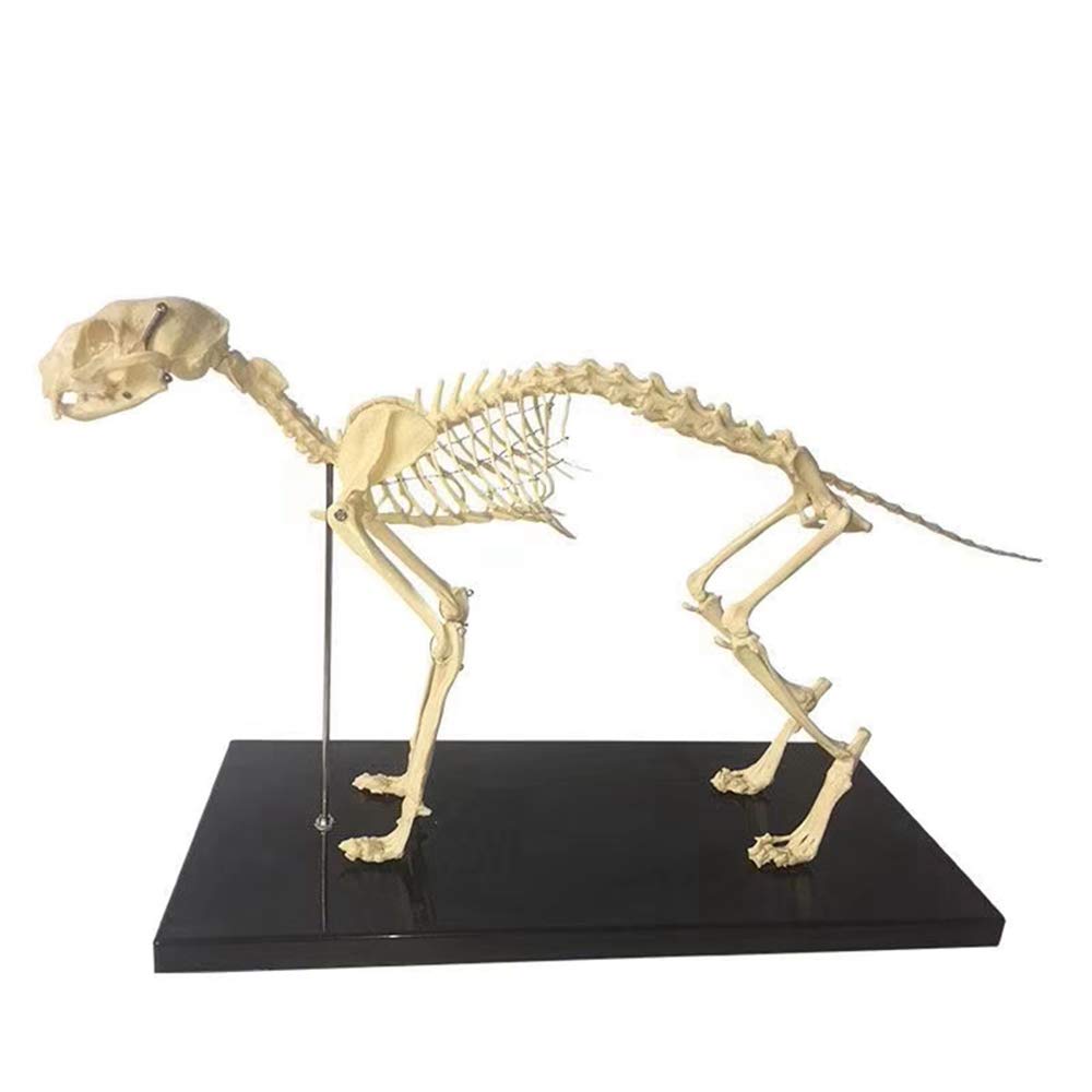 sjdoPulse Cat Skeleton Anatomical Model - Animal Skeleton Anatomy - Cat Skeleton Bone Model - for Veterinary Teaching Demonstration Tool Equipment