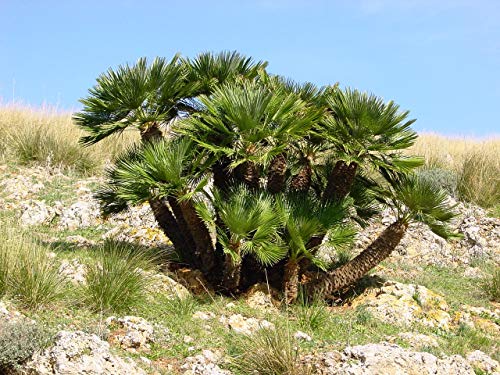 2 Semillas Palmito (Chamaerops Humilis)