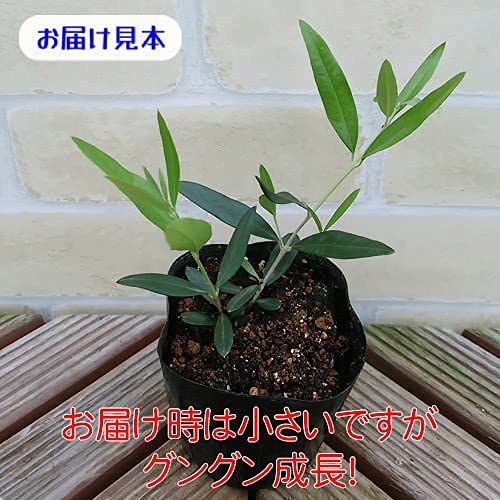Amazon.co.jp: オリーブ ひなかぜ 9cmポット苗1株 常緑高木