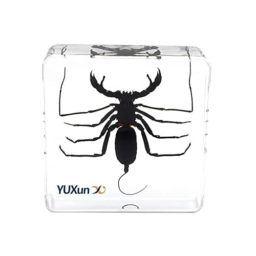 Insecto animal real látigo escorpión espécimen pisapapeles Typopeltis Níger Taxidermia Ciencias Aula Espécimen para la educación científica