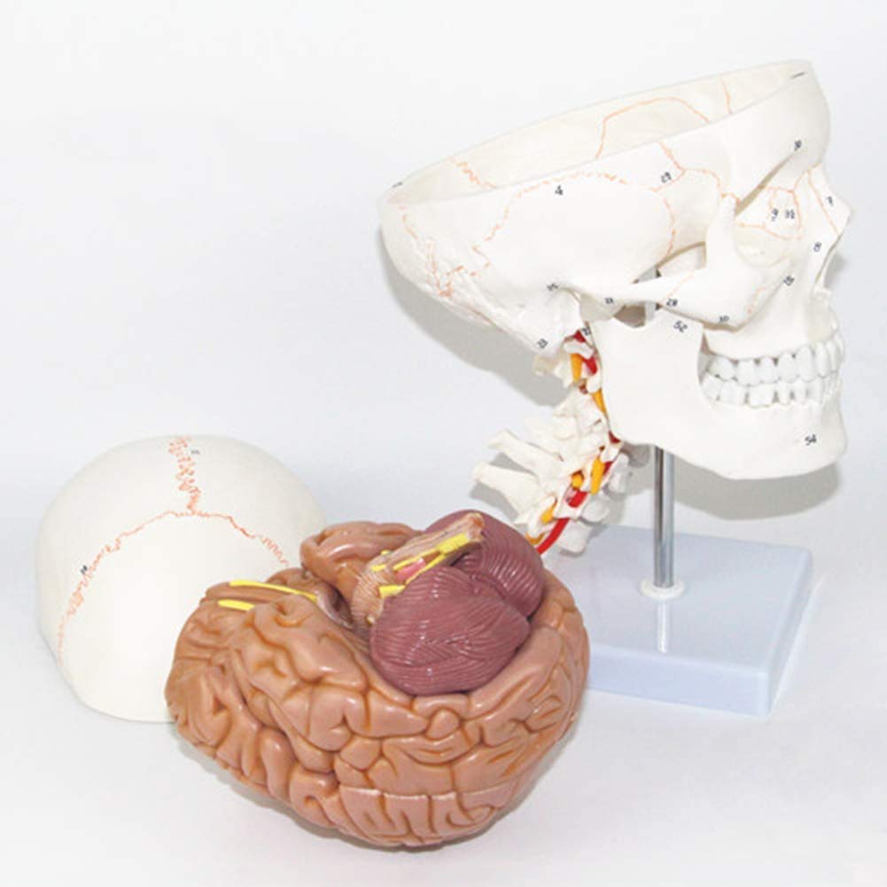 Czaszka Model Anatomii Szkielet 11-Częściowy Elastyczny I Wyjmowany Medyczny Materiał Edukacyjny 33 X 25 X 18 Cm