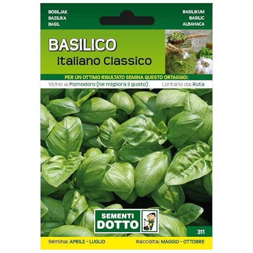 Sicignano | Semi Basilico Italiano Classico, Foglie Lisce Medio Grandi, Pianta Aromatica Rigogliosa, Busta Extra - 1 Confezione da 3.5g, Ciclo Medio-Precoce, Raccolto da Maggio a Ottobre