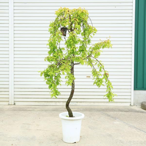 梅 小梅 Zx 8000 'Bodega' - Adidas - 361031 - loam/rave red/blk1