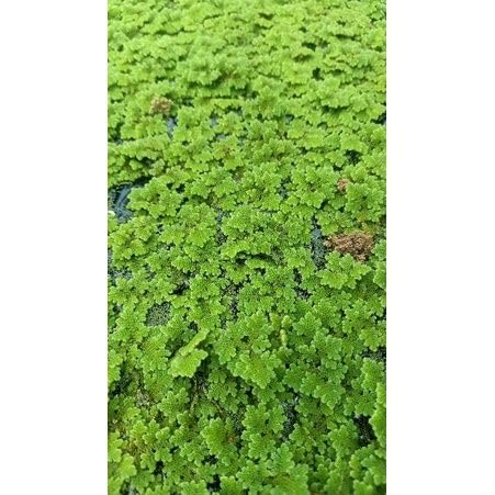 Aquatic Live Floating Fern for Fish Pond and Natural Fertilizer for Vegetable Garden (1400 Live Healthy Plant Seeds)-image-25