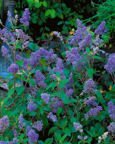 Ceanothus delilianus 'Henry Desfosse' 40–60 cm – Mehrjährig...